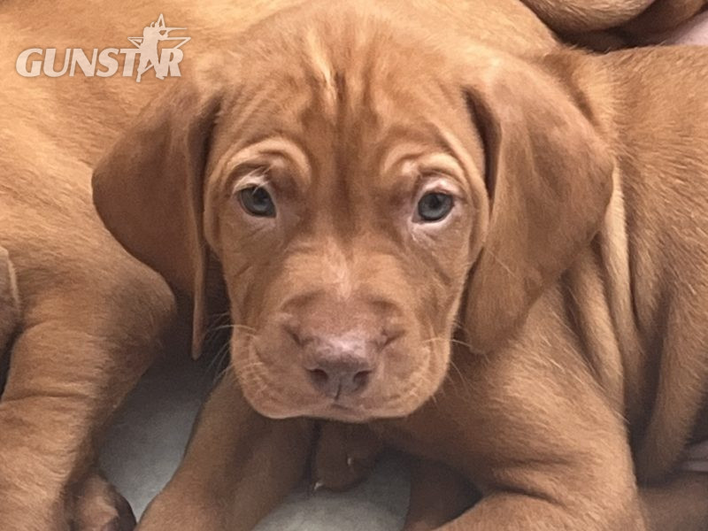 {CATEGORY} - Hungarian Vizsla puppies