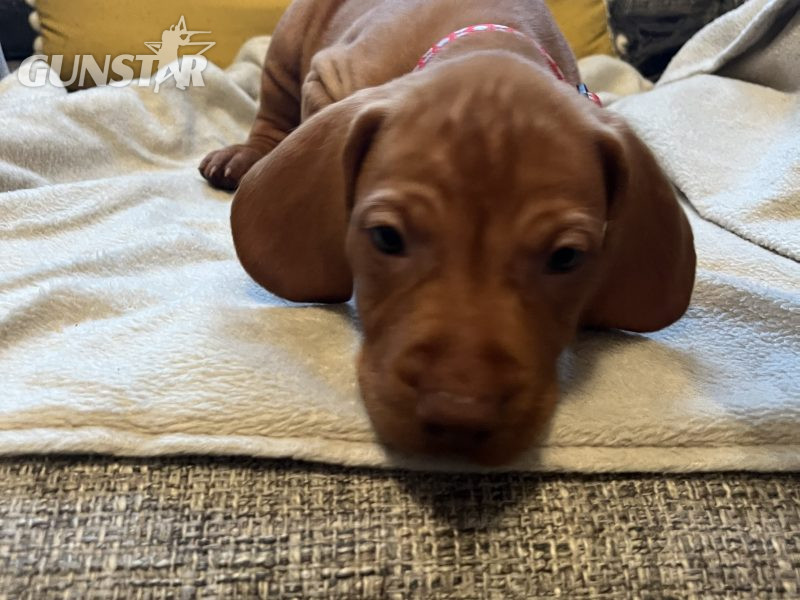 Hungarian Vizsla puppies - {CATEGORY} in 