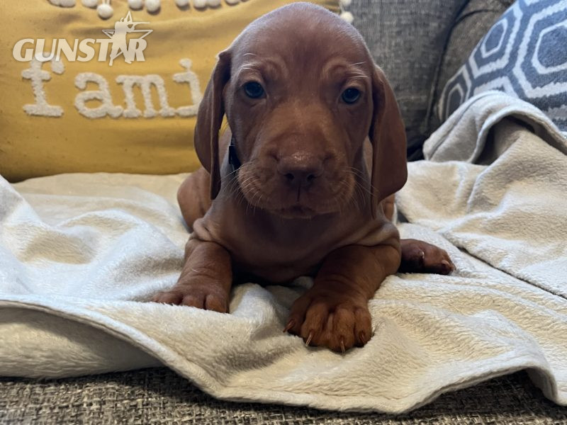 Hungarian Vizsla puppies - {CATEGORY}