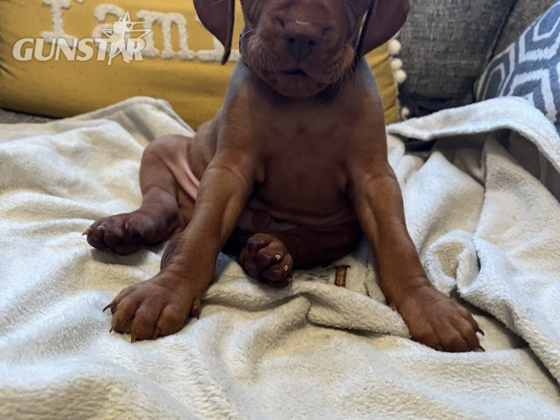 Hungarian Vizsla puppies