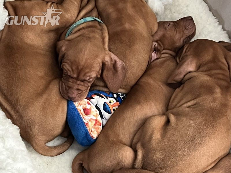 {CATEGORY} - Hungarian Vizsla puppies in 