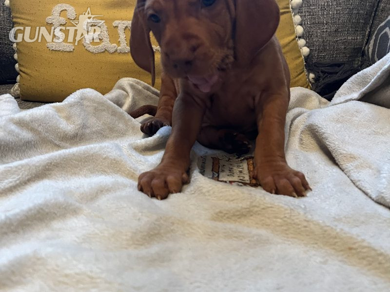  Hungarian Vizsla puppies
