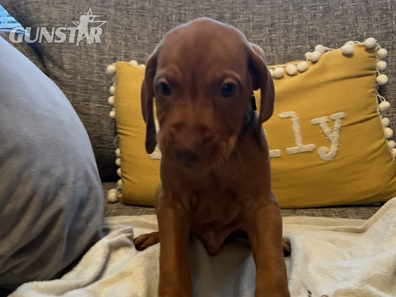 Hungarian Vizsla puppies in 