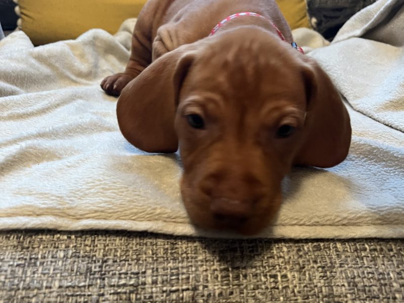 Hungarian Vizsla puppies - {CATEGORY} in 