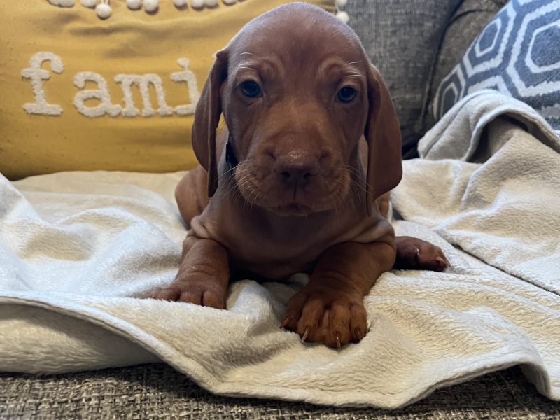 Hungarian Vizsla puppies - {CATEGORY}