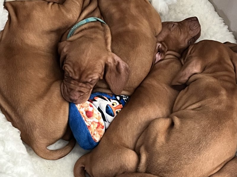 {CATEGORY} - Hungarian Vizsla puppies in 