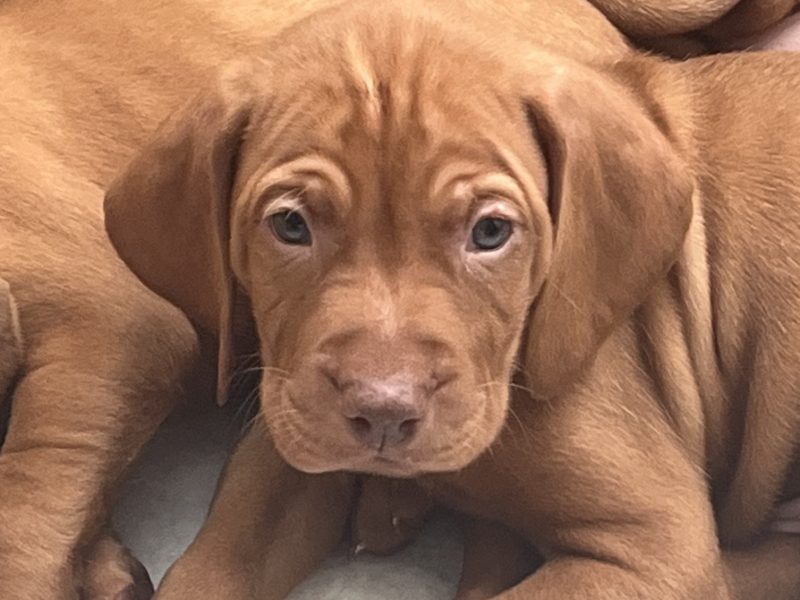 {CATEGORY} - Hungarian Vizsla puppies