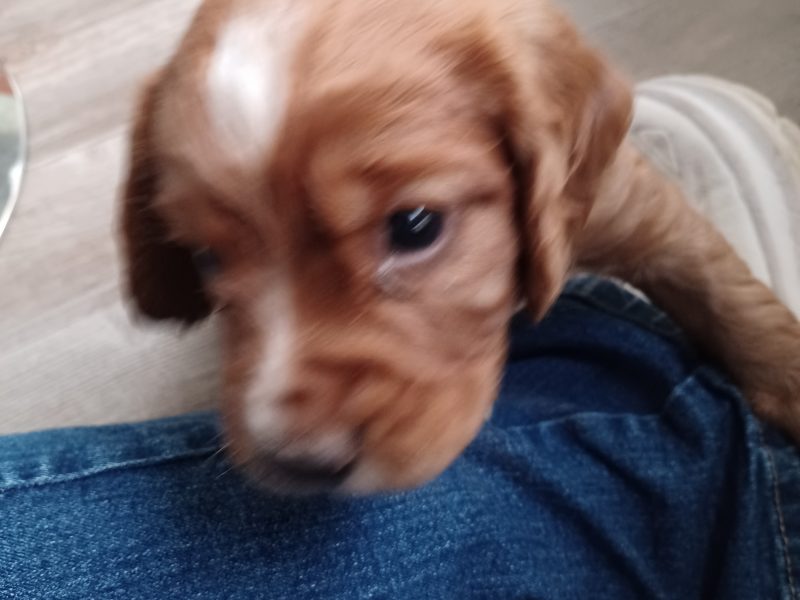  Working Cocker Spaniels