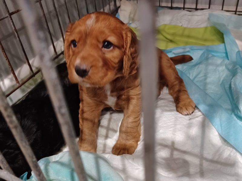 Working Cocker Spaniels - {CATEGORY} in 