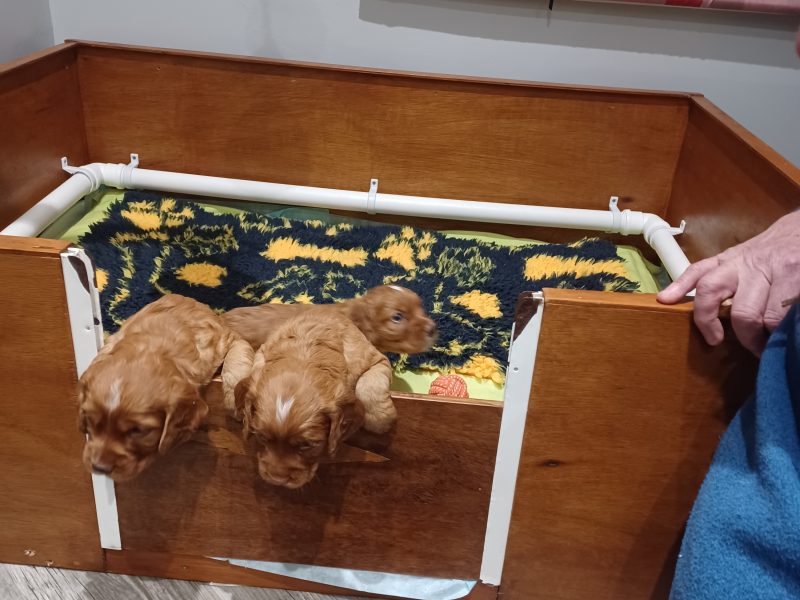 Working Cocker Spaniels 