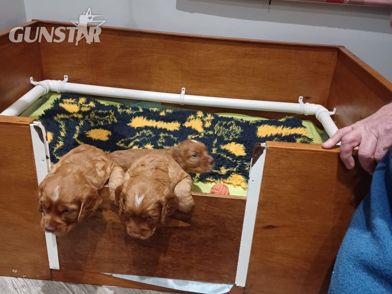 Working Cocker Spaniels 