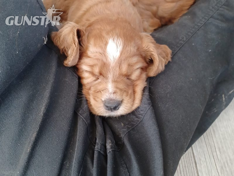 Working Cocker Spaniels