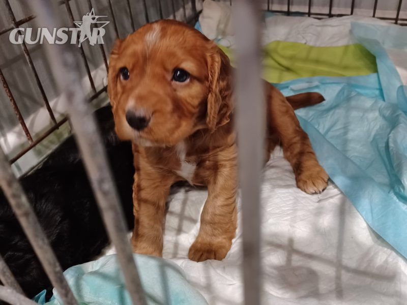 Working Cocker Spaniels - {CATEGORY} in 