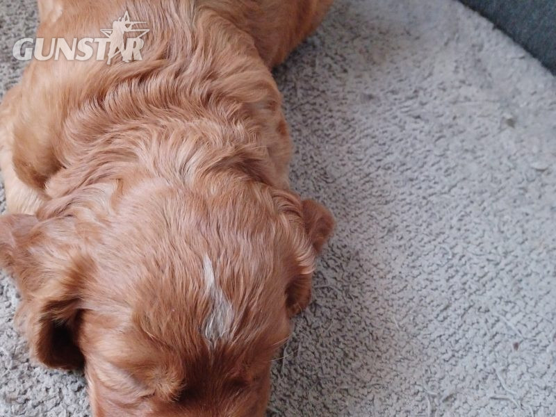 Working Cocker Spaniels - {CATEGORY}