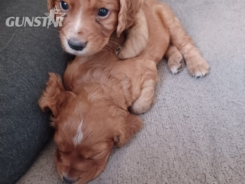 Working Cocker Spaniels in 