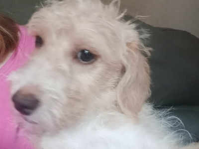 LAST one Reduced  vaccinated Cockapoo x Jack Russell 