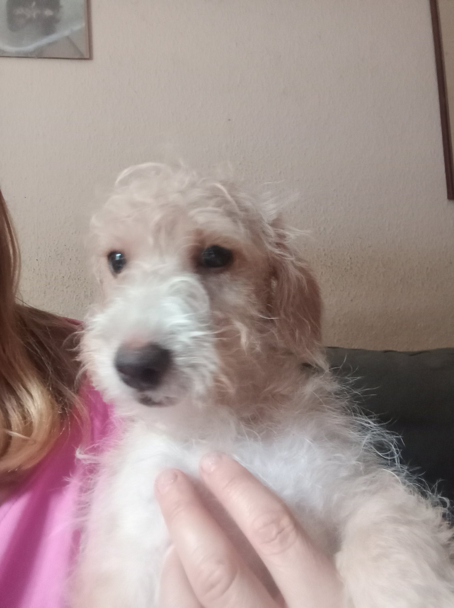LAST one Reduced  vaccinated Cockapoo x Jack Russell 