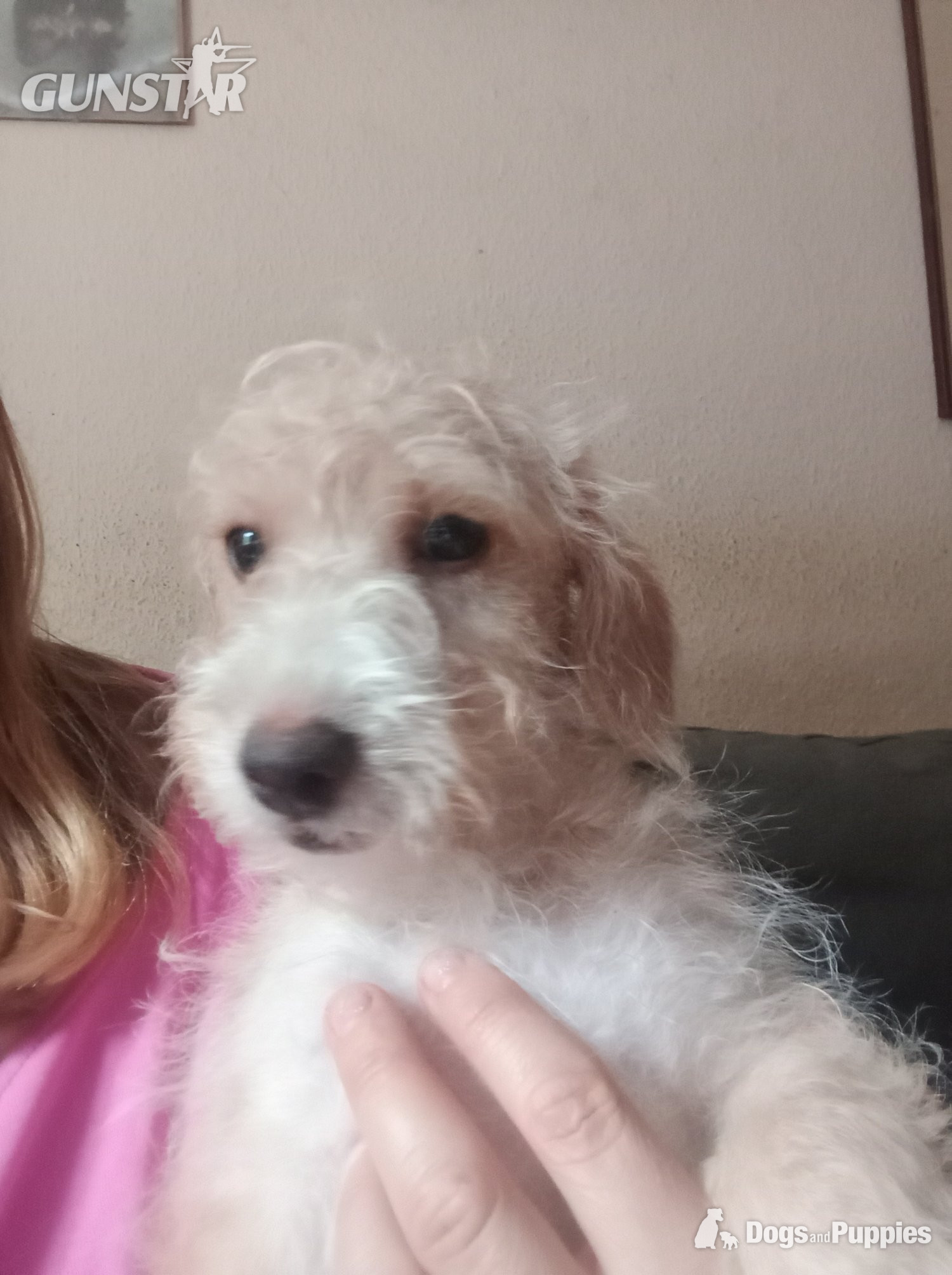 LAST one Reduced  vaccinated Cockapoo x Jack Russell 