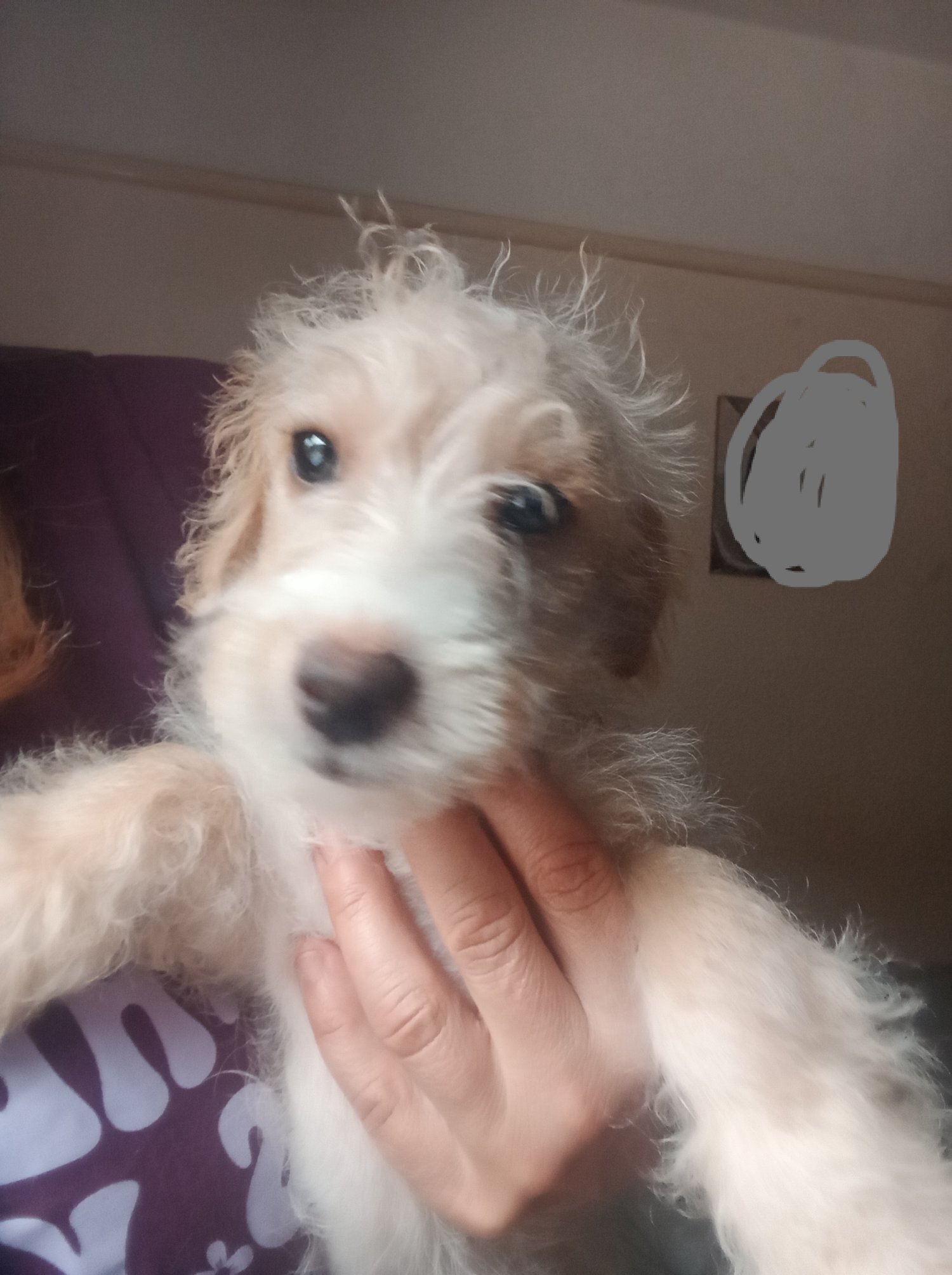 LAST one Reduced  vaccinated Cockapoo x Jack Russell  - {CATEGORY} in 
