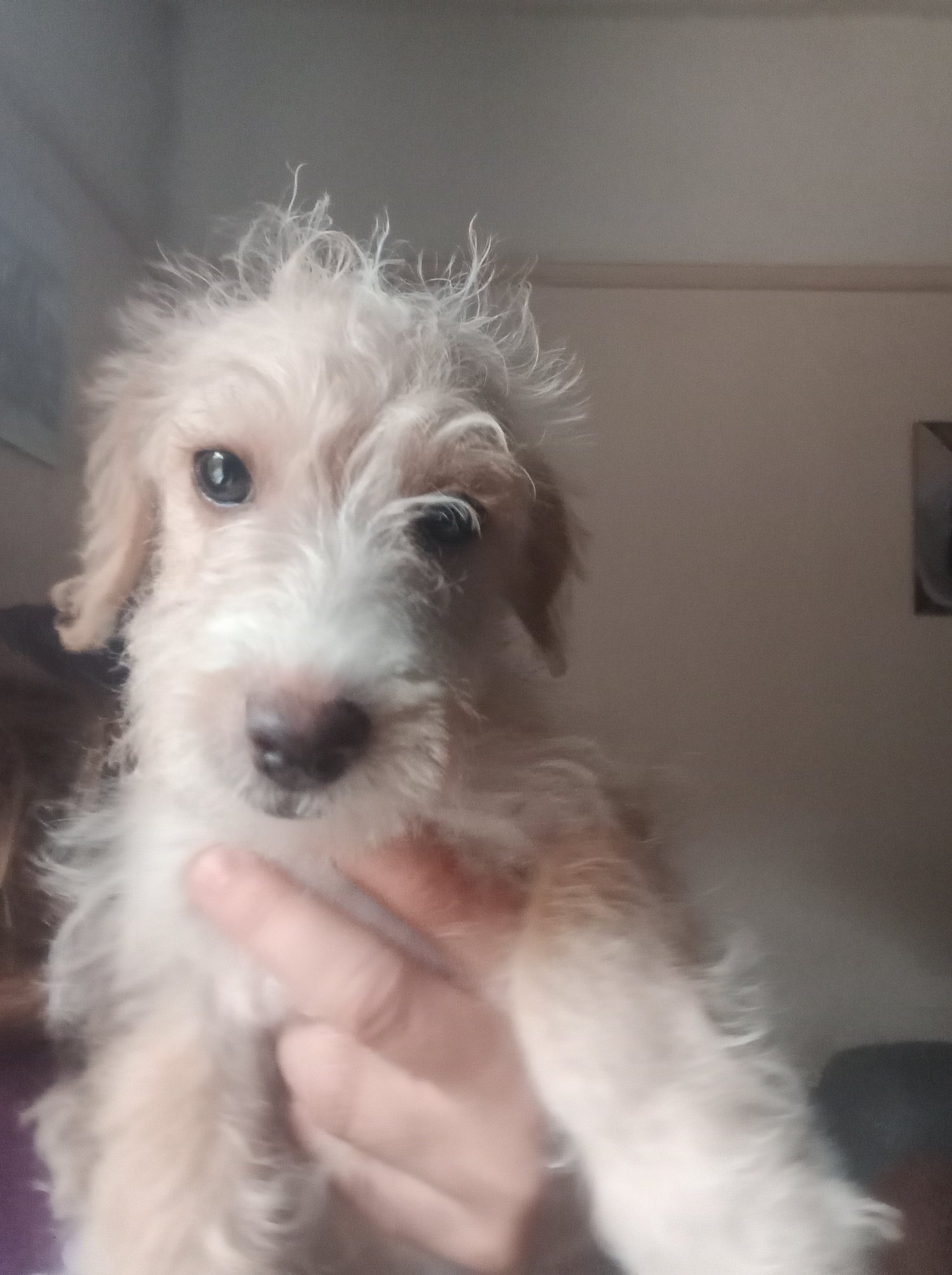 LAST one Reduced  vaccinated Cockapoo x Jack Russell  - {CATEGORY}