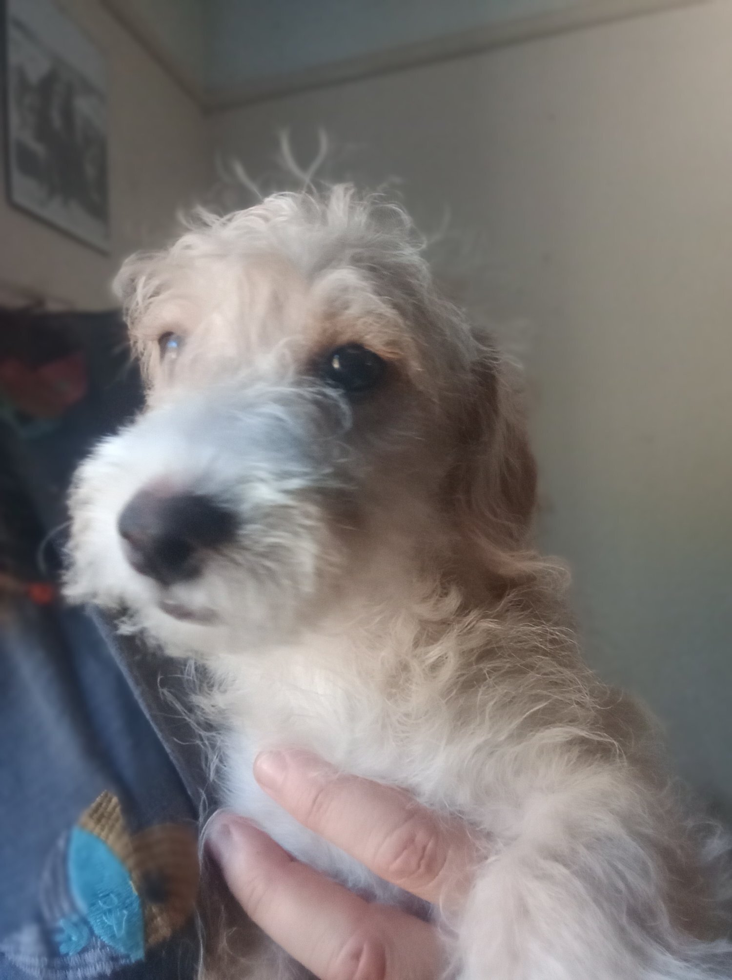 LAST one Reduced  vaccinated Cockapoo x Jack Russell  