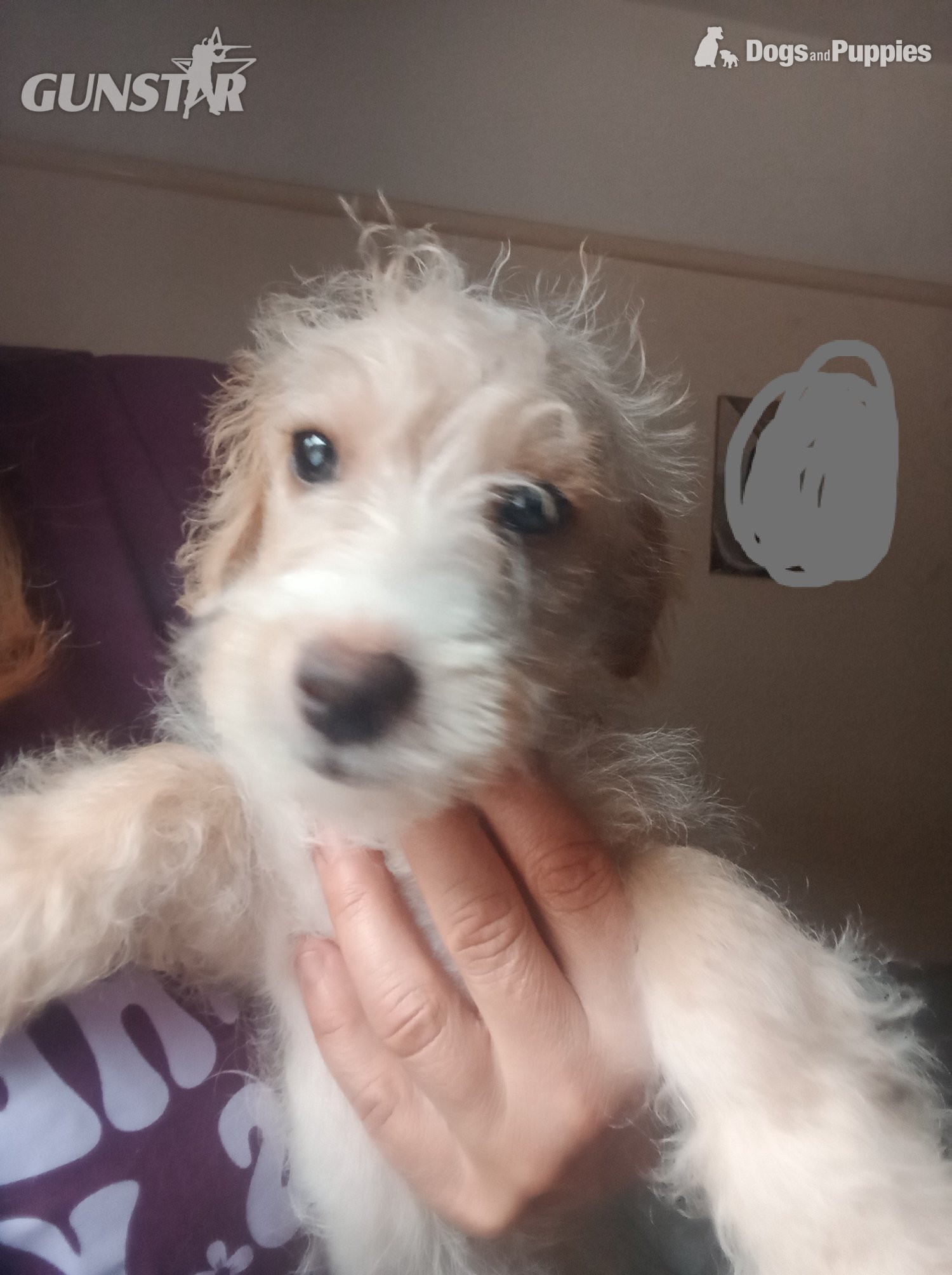 LAST one Reduced  vaccinated Cockapoo x Jack Russell t