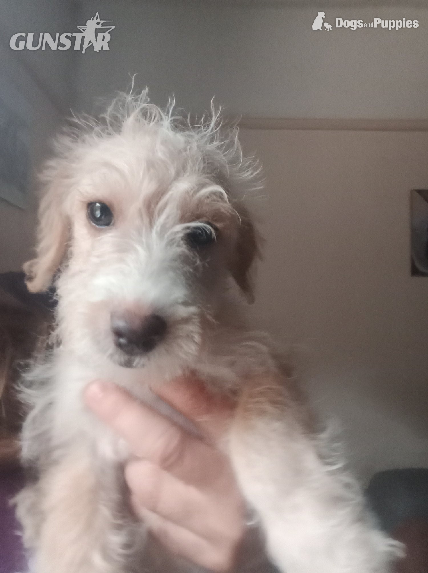  LAST one Reduced  vaccinated Cockapoo x Jack Russell t