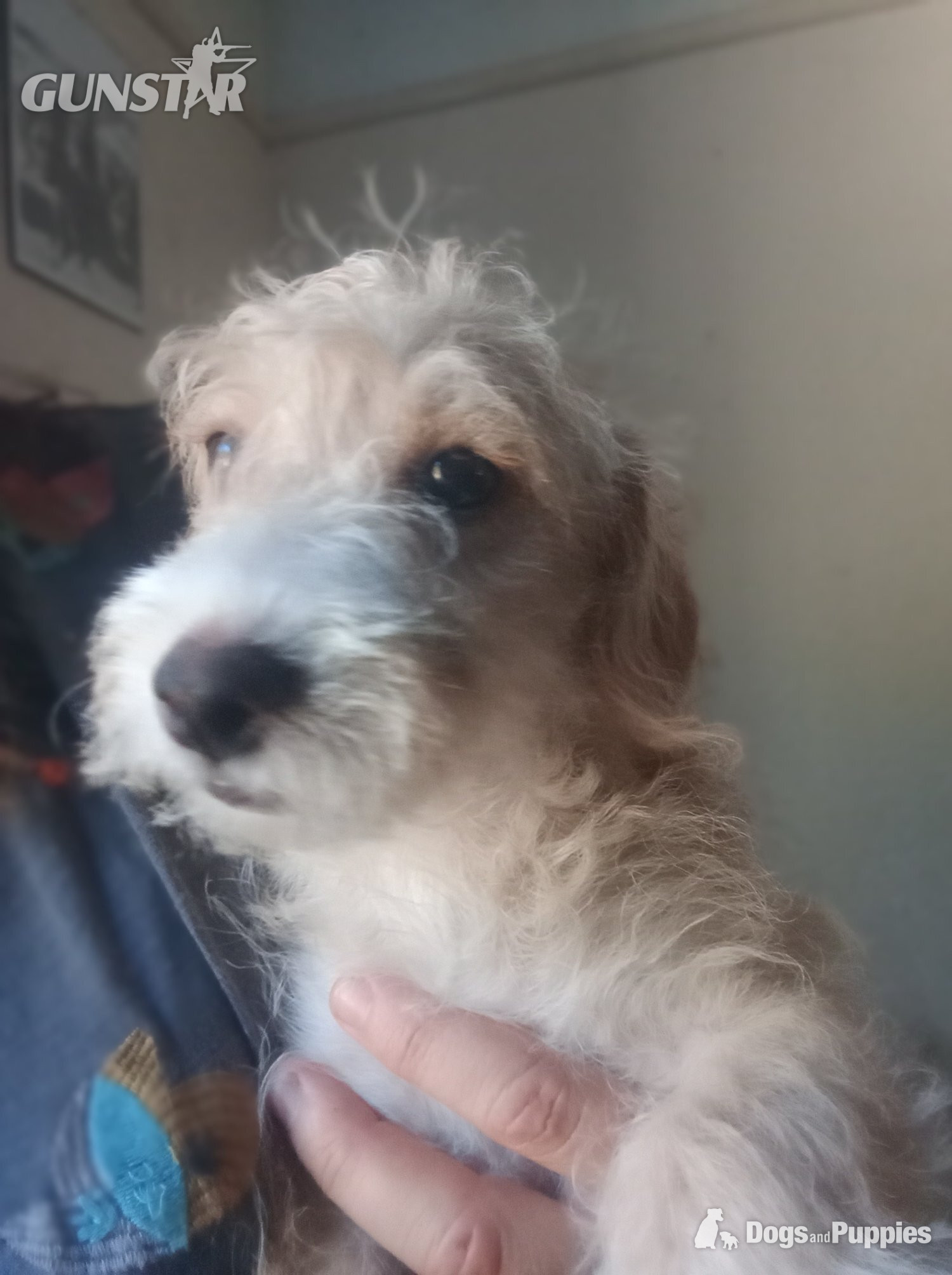 LAST one Reduced  vaccinated Cockapoo x Jack Russell t - {CATEGORY} in 
