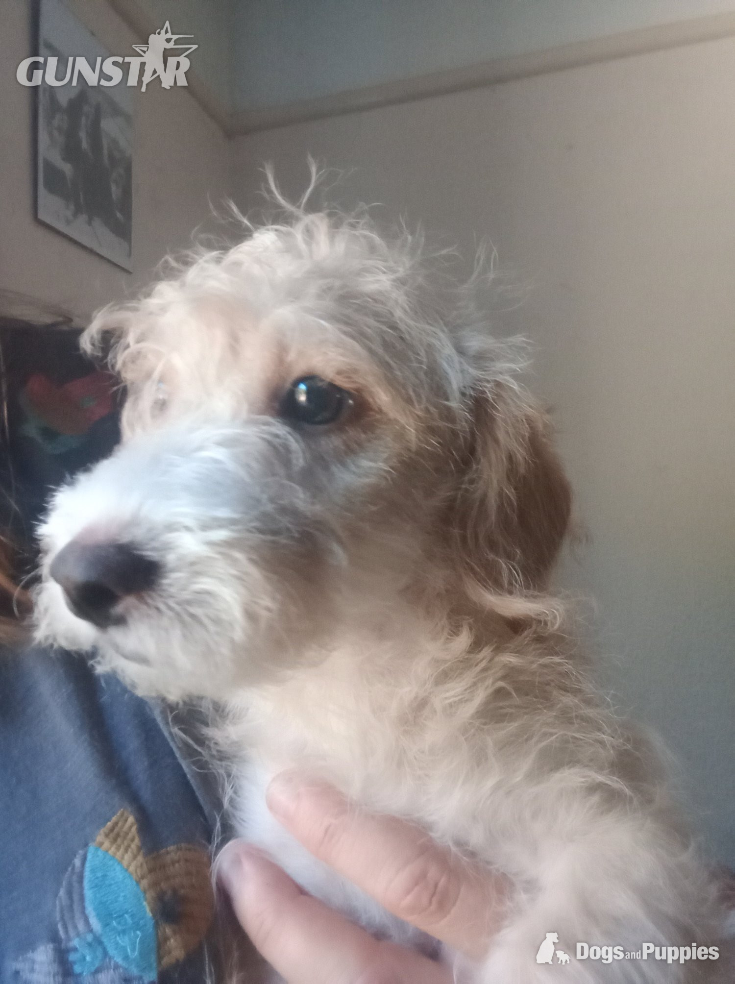 LAST one Reduced  vaccinated Cockapoo x Jack Russell t - {CATEGORY}
