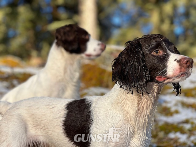  KC Registered Springer Spaniel Pups