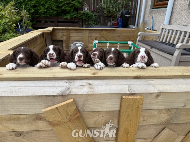 KC Registered Springer Spaniel Pups