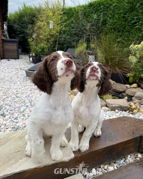 KC Registered Springer Spaniel Pups in 