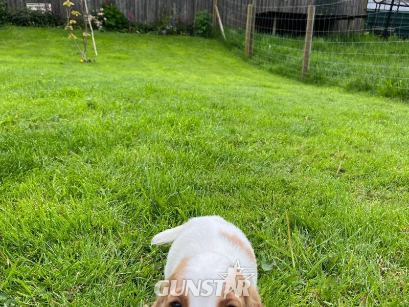Beautiful Golden and White WCS puppies available - {CATEGORY} in 
