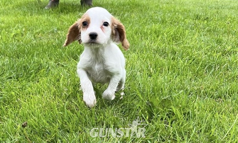 Beautiful Golden and White WCS puppies available in 