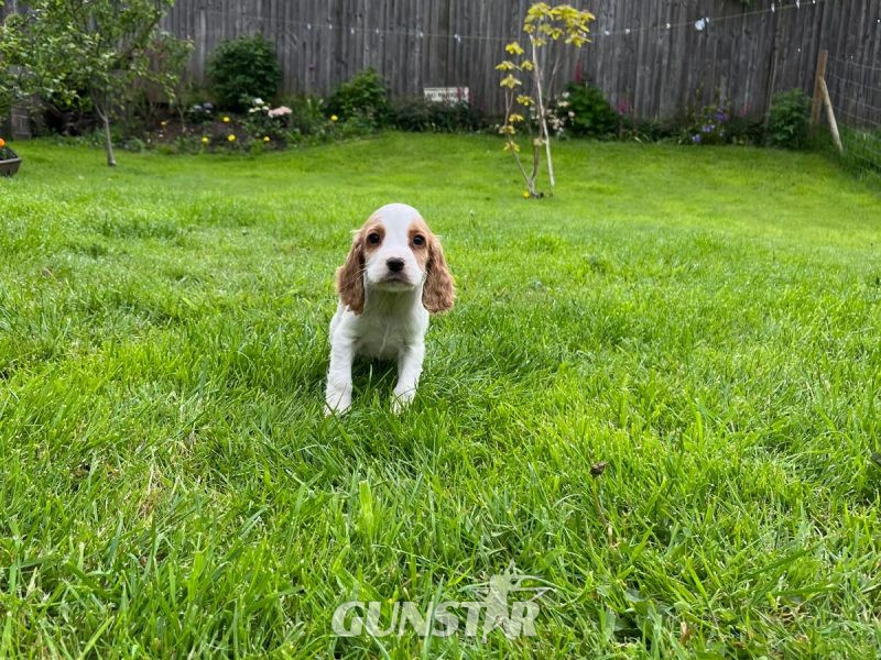 Beautiful Golden and White WCS puppies available - {CATEGORY}