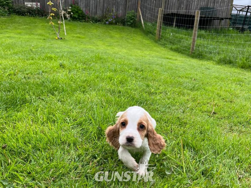 Beautiful Golden and White WCS puppies available