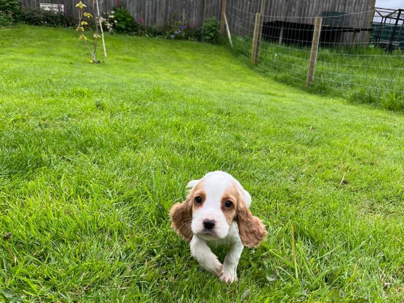 Beautiful Golden and White WCS puppies available