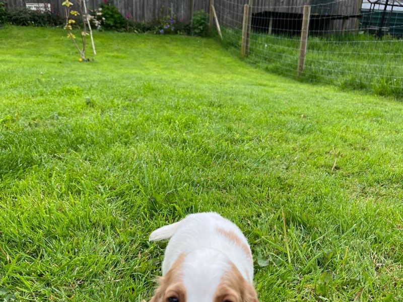 Beautiful Golden and White WCS puppies available - {CATEGORY} in 