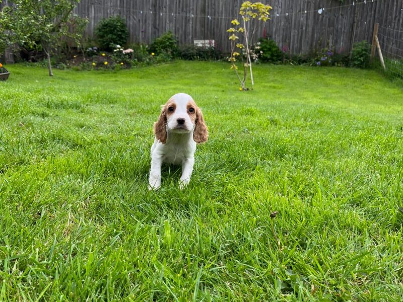 Beautiful Golden and White WCS puppies available - {CATEGORY}