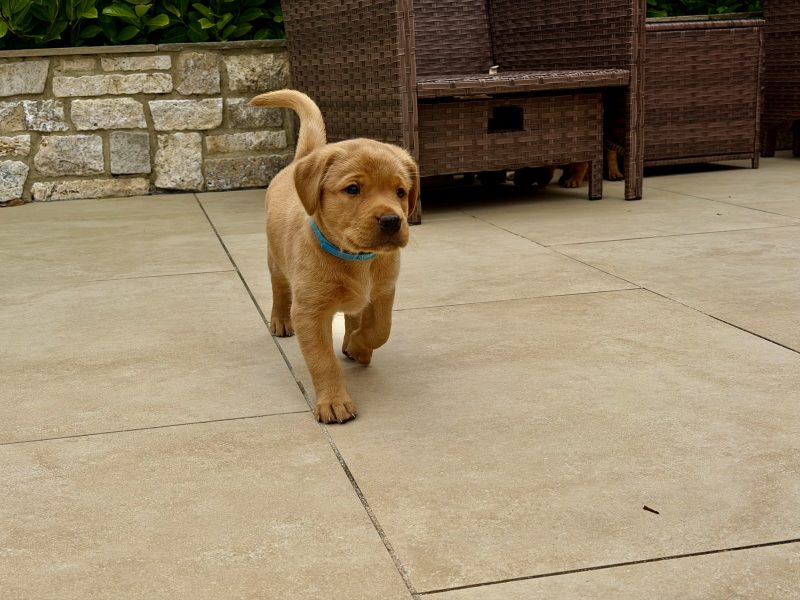 Kentwone Peony Glow (Harleigh) / FTCH Jarailstar Hogen of Stauntonvale (Brae) *X1 DOG LEFT*