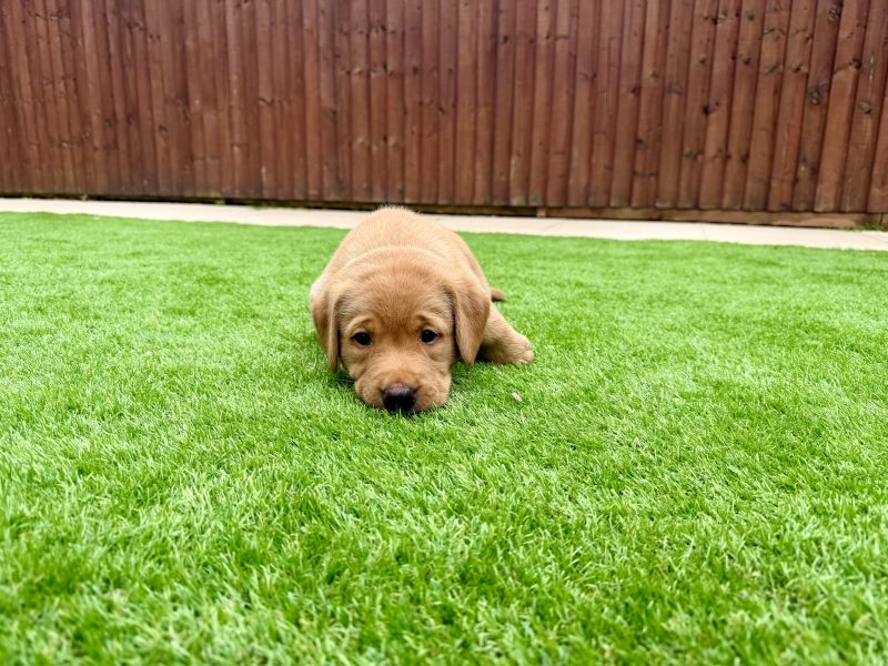  Kentwone Peony Glow (Harleigh) / FTCH Jarailstar Hogen of Stauntonvale (Brae) *X1 DOG LEFT*