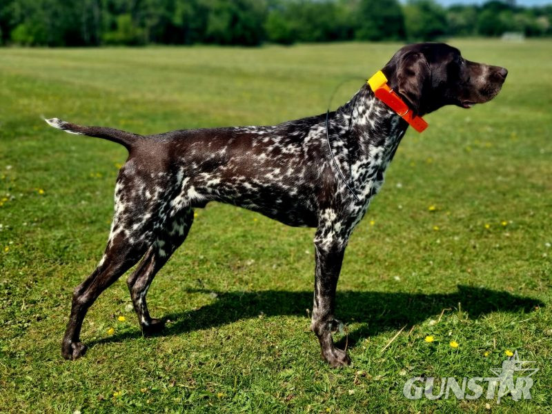 KC Registered GSP 19 Months Exceptional Working Lines - {CATEGORY}