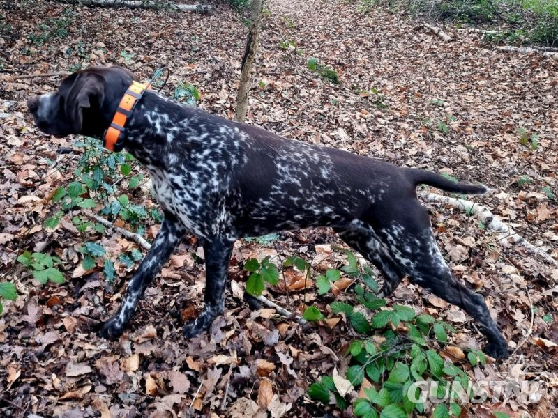 KC Registered GSP 19 Months Exceptional Working Lines - {CATEGORY} in 