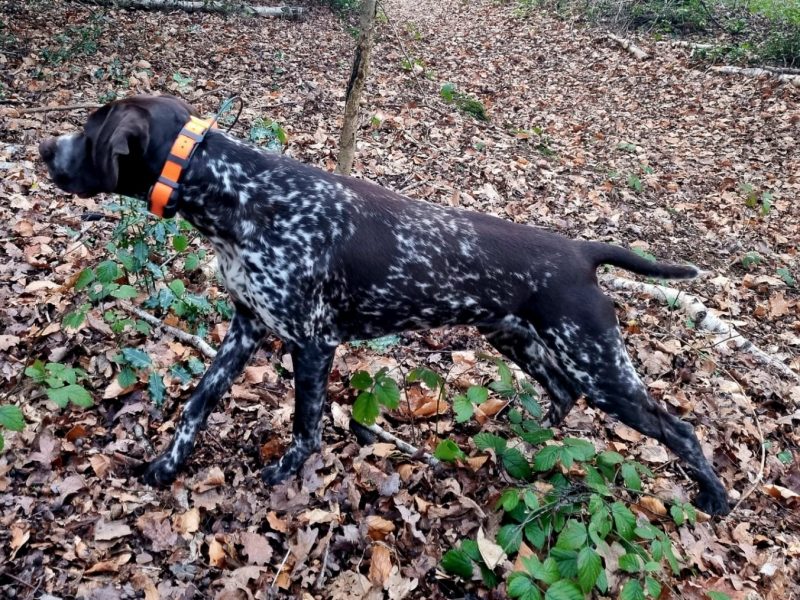 KC Registered GSP 19 Months Exceptional Working Lines - {CATEGORY} in 