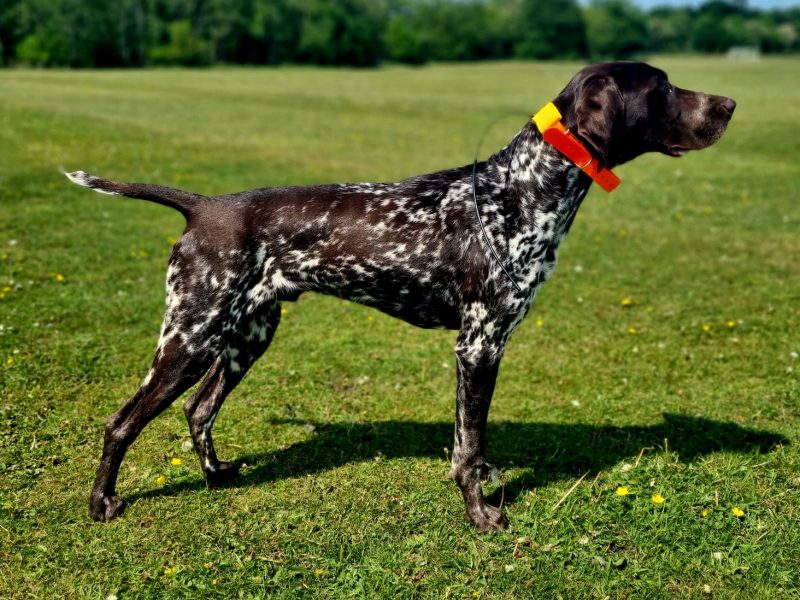 KC Registered GSP 19 Months Exceptional Working Lines - {CATEGORY}