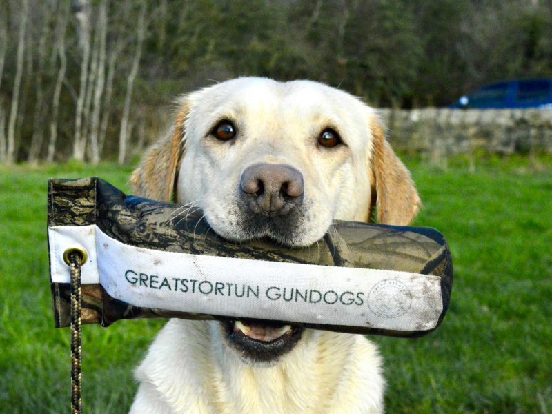 {CATEGORY} - FTCH X IGL CHAMPION 2016 DAUGHTER in 