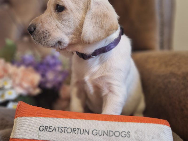 {CATEGORY} - FTCH X IGL CHAMPION 2016 DAUGHTER