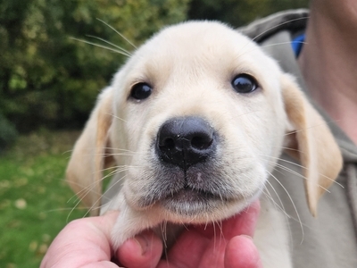Outstanding Litter Of Labrador Pups