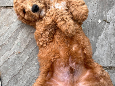 Golden Doodle puppies f2b Ready Now
