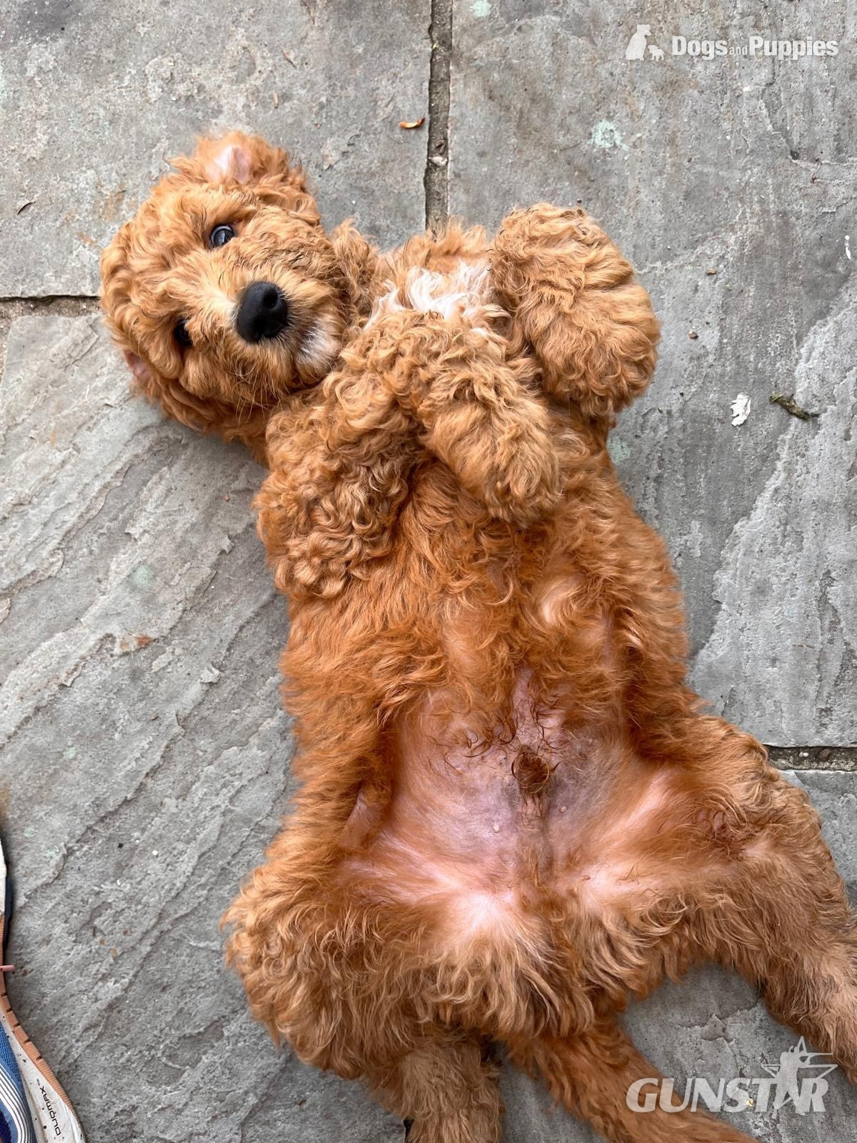 Golden Doodle puppies f2b Ready Now in 